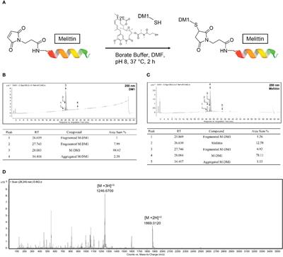 Melittin derived peptide-drug conjugate, M-DM1, inhibits tumor progression and induces effector cell infiltration in melanoma by targeting M2 tumor-associated macrophages